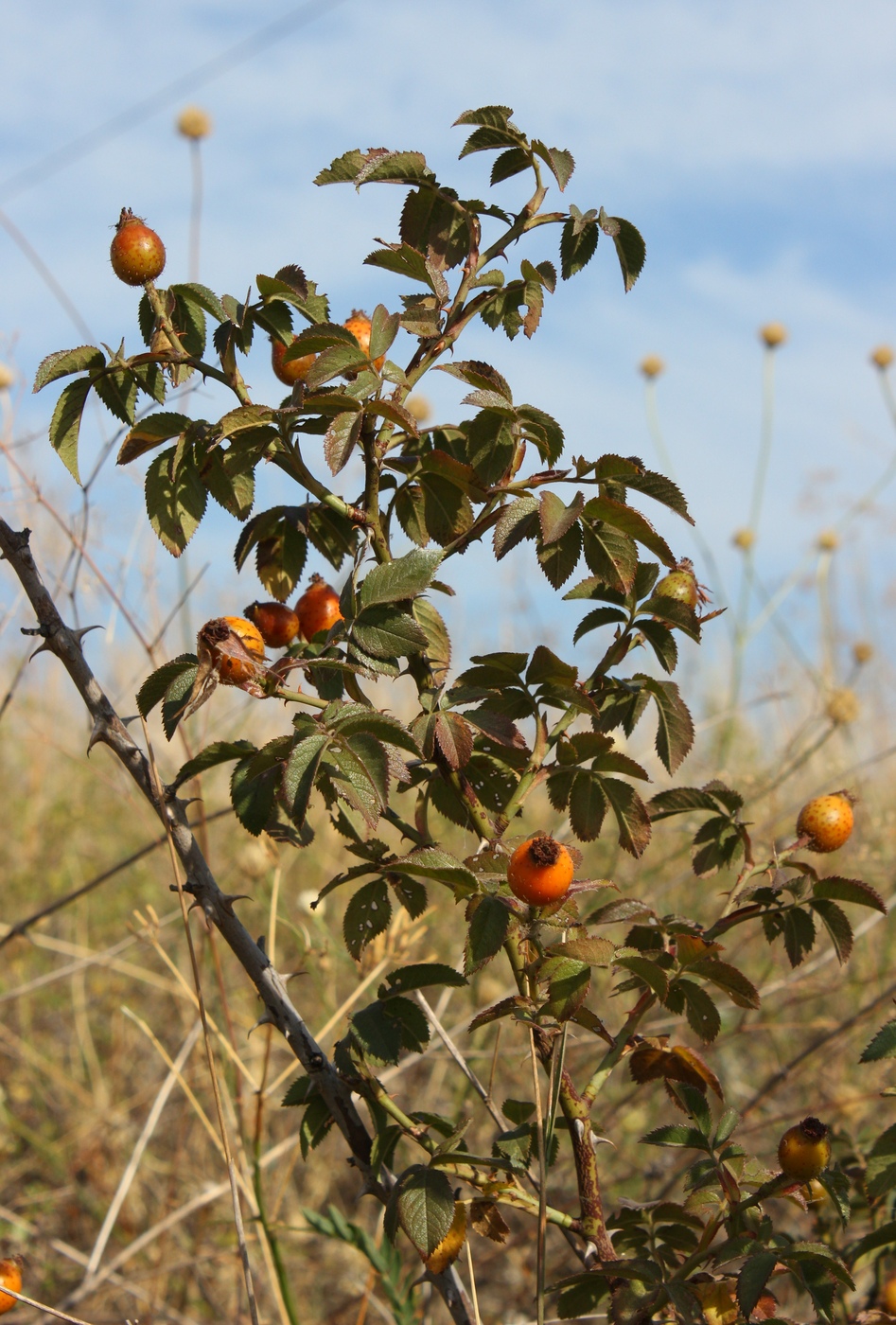 Image of Rosa schmalhauseniana specimen.