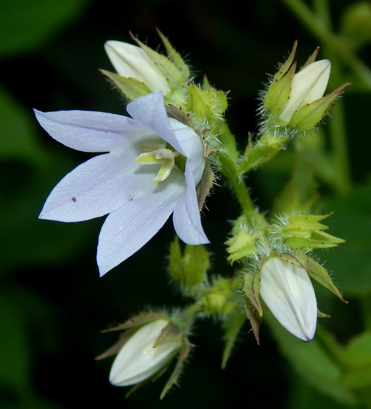 Изображение особи Gadellia lactiflora.