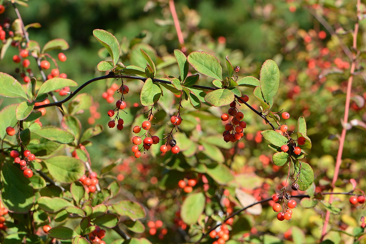 Изображение особи Berberis koreana.