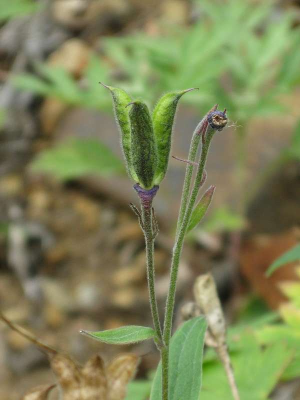 Изображение особи Delphinium brachycentrum.