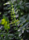 Equisetum fluviatile