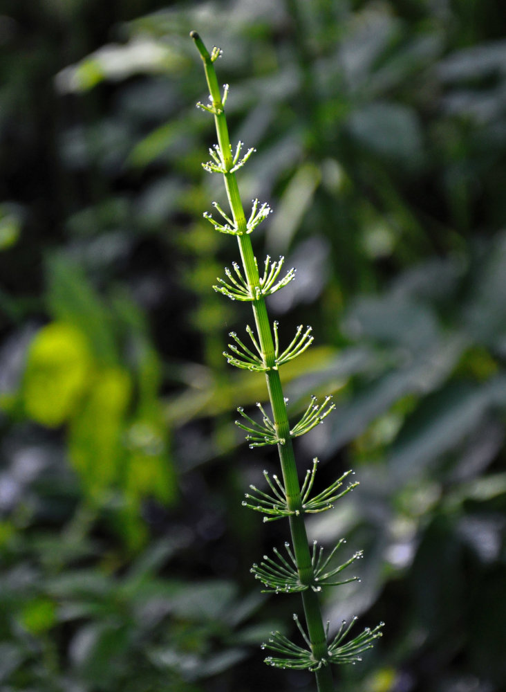 Изображение особи Equisetum fluviatile.