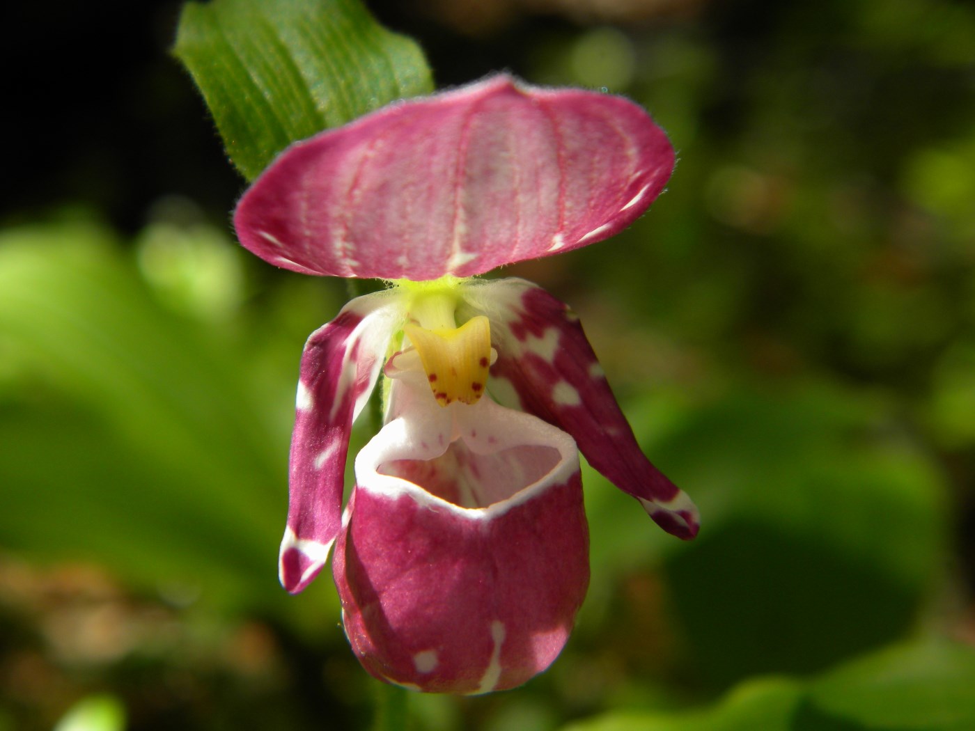 Image of Cypripedium guttatum specimen.