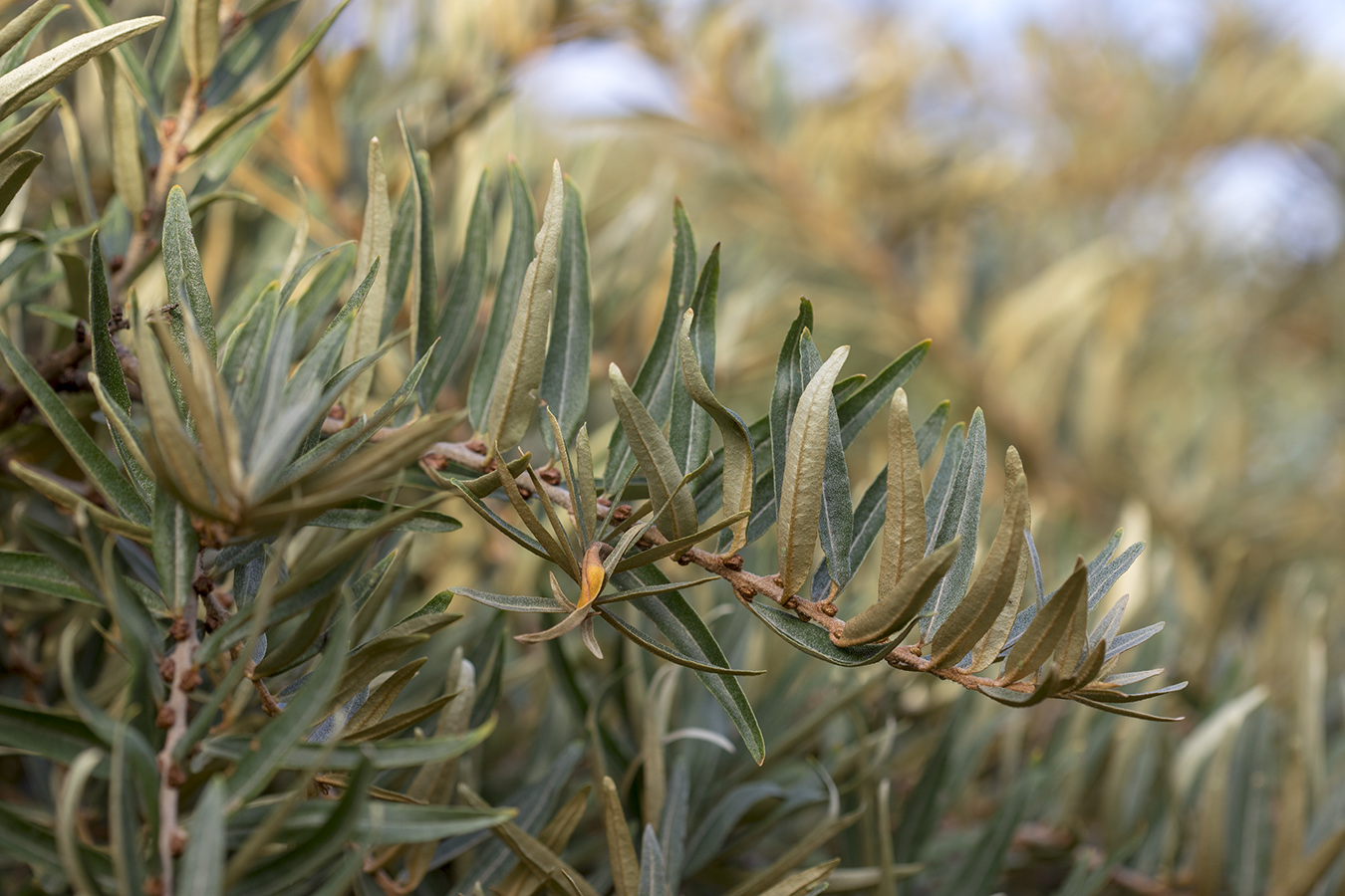 Изображение особи Hippophae rhamnoides.