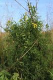 Lathyrus pratensis. Цветущее и плодоносящее растение, цепляющееся за сухие побеги Anthriscus sylvestris и Deschampsia cespitosa. Мурманская обл., Кольский р-н, долина р. Титовка ниже автодороги А138 Мурманск — Печенга, ур. Мельничные водопады, терраса, разнотравно-щучковый луг. 23.09.2020.