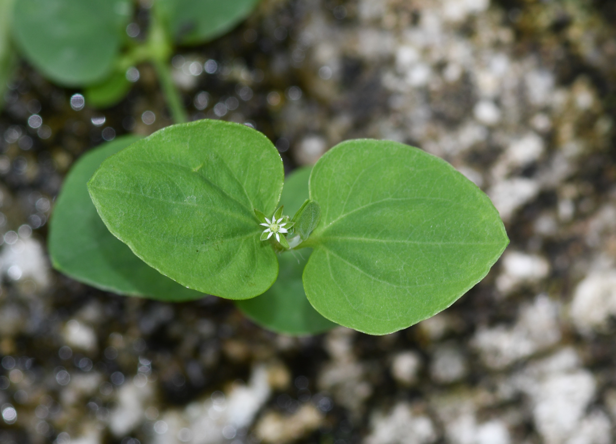 Image of Drymaria cordata specimen.