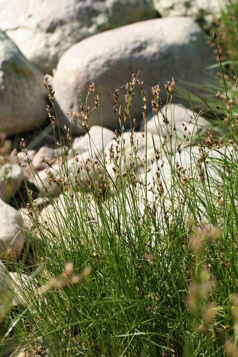 Image of Juncus gerardi specimen.