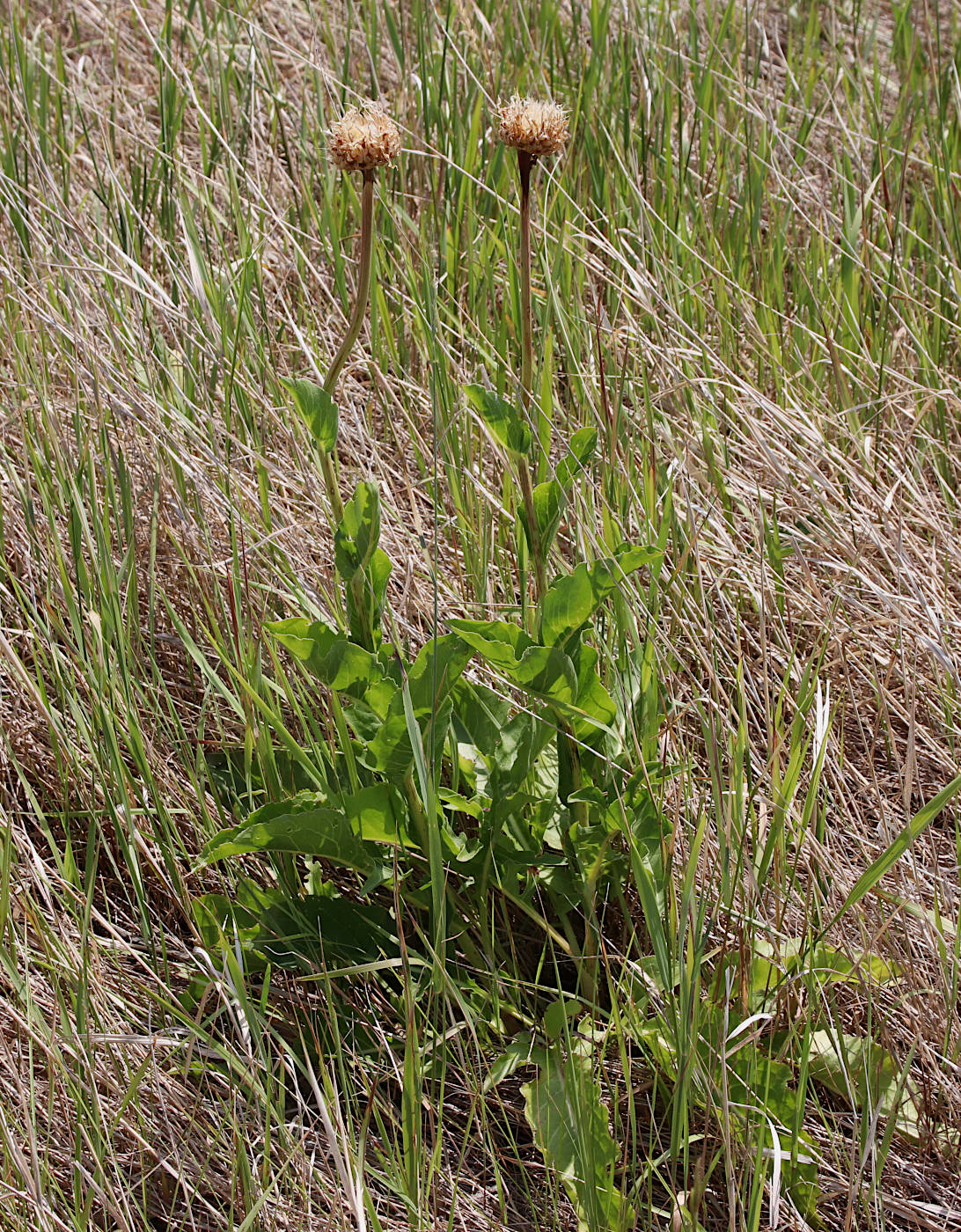 Изображение особи Stemmacantha serratuloides.