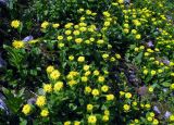 Doronicum altaicum. Цветущие растения у снежника. Красноярский край, парк \"Ергаки\", Локаторная гора. 27.07.2010.