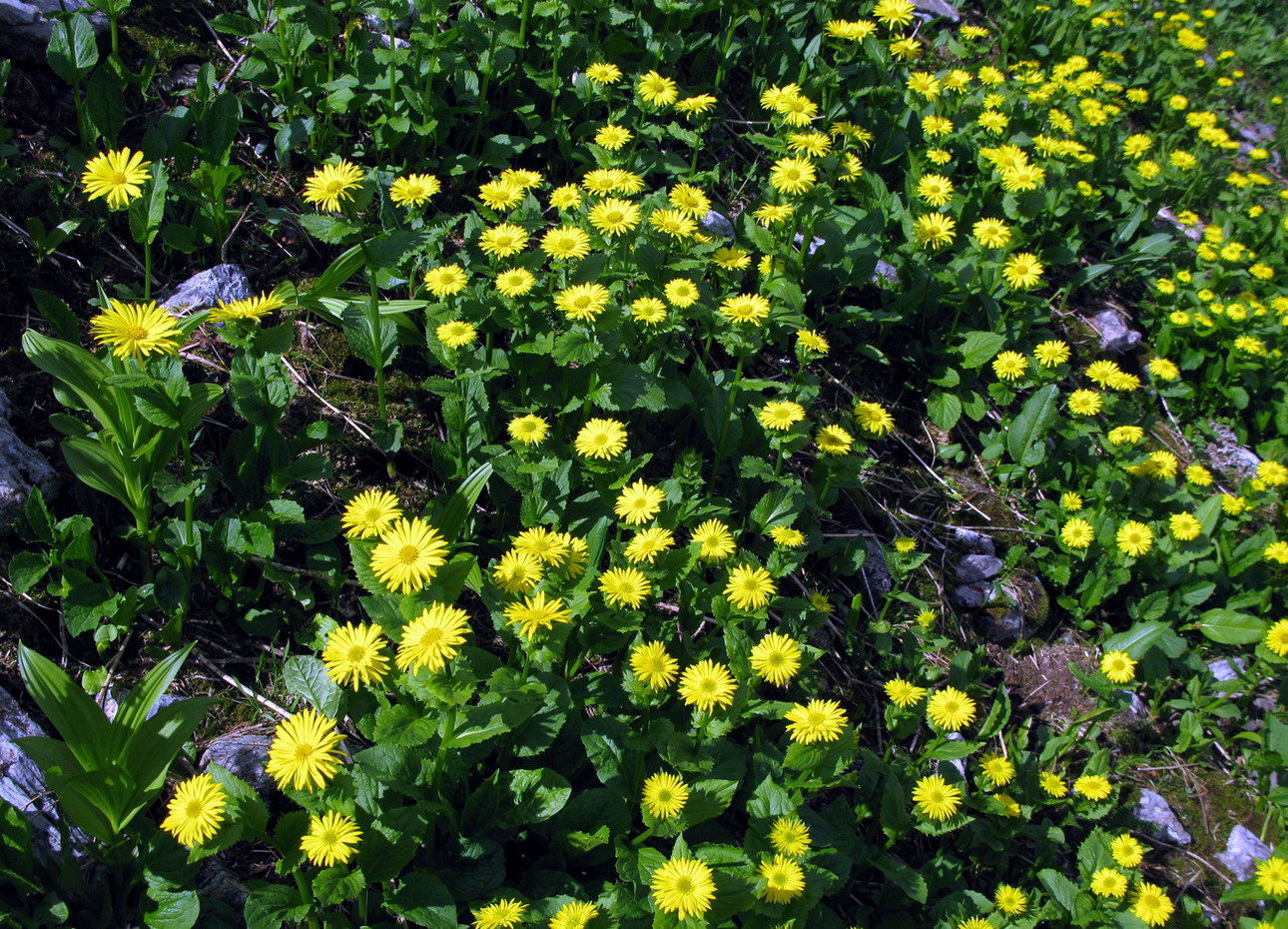 Image of Doronicum altaicum specimen.