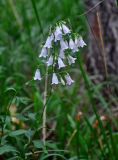 Adenophora liliifolia. Верхушка цветущего растения. Челябинская обл., Катав-Ивановский р-н, хребет Зигальга, ≈ 1100 м н.у.м., опушка смешанного леса. 20.07.2020.