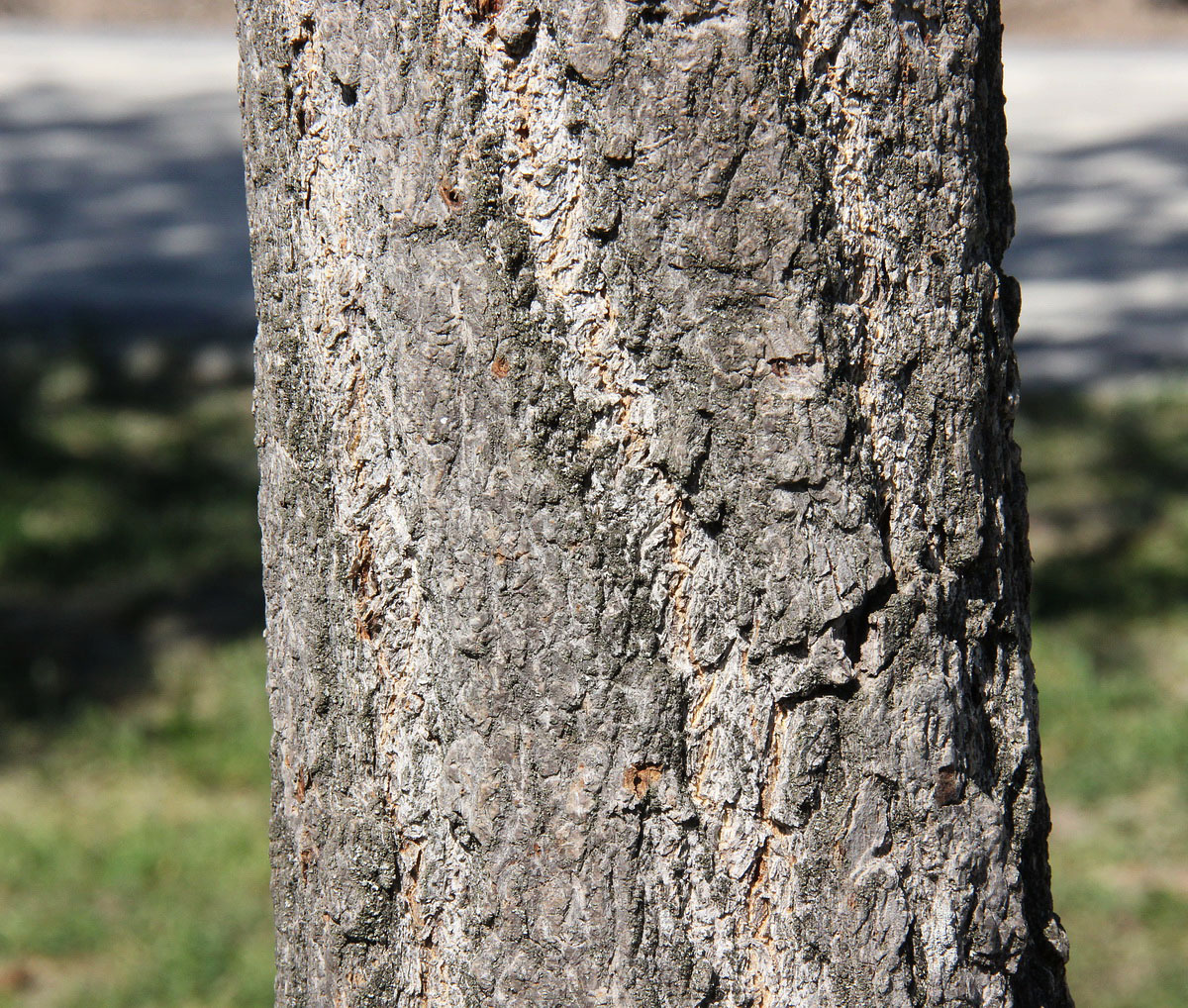 Image of Ginkgo biloba specimen.