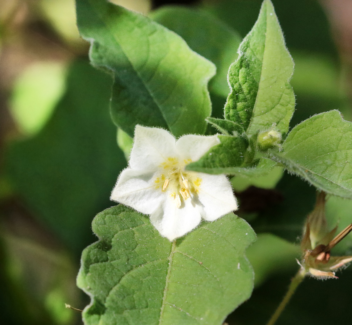 Image of Alkekengi officinarum specimen.