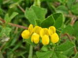 Lotus ornithopodioides. Соцветие. Греция, о. Родос, г. Родос, Родосская крепость (Дворец великих магистров), на газоне. 10 мая 2011 г.