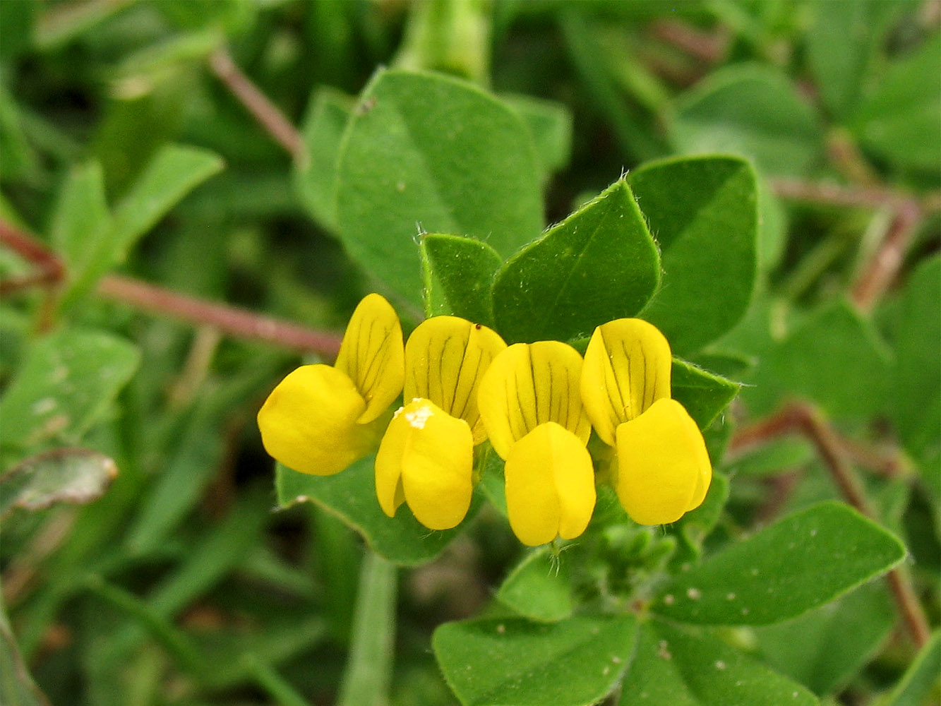 Image of Lotus ornithopodioides specimen.