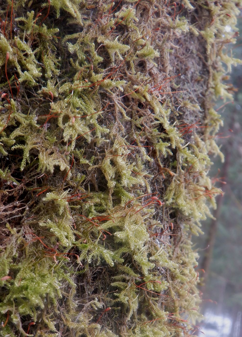 Image of Sanionia uncinata specimen.