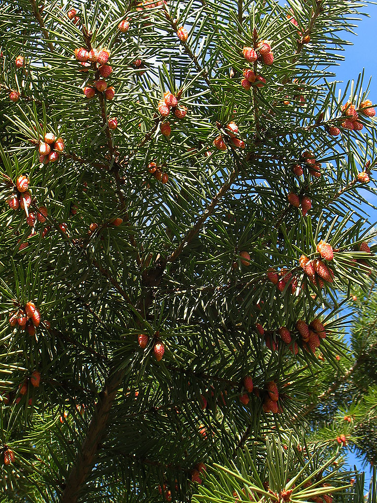 Изображение особи Pseudotsuga menziesii.