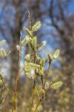 Salix phylicifolia. Веточки с мужскими соцветиями. Санкт-Петербург, Кронштадтский р-н; о-в Котлин, побережье Финского зал. между фортами \"Риф\" и \"Шанец\", песчаный береговой вал. 02.05.2021.