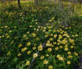 Doronicum orientale