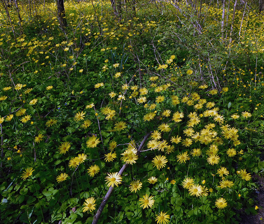 Image of Doronicum orientale specimen.