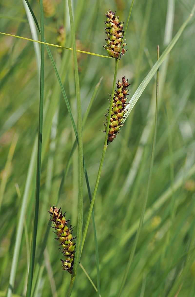 Image of Carex melanostachya specimen.