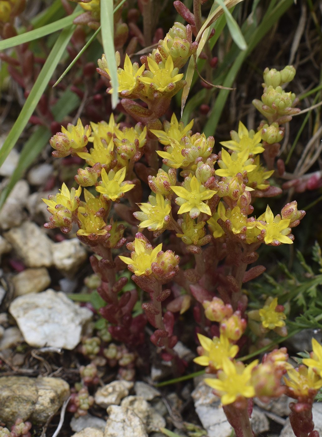 Изображение особи Sedum annuum.