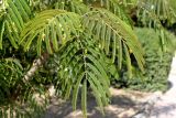 Albizia julibrissin. Листья. Казахстан, г. Актау, в городском озеленении. 22 июня 2021 г.