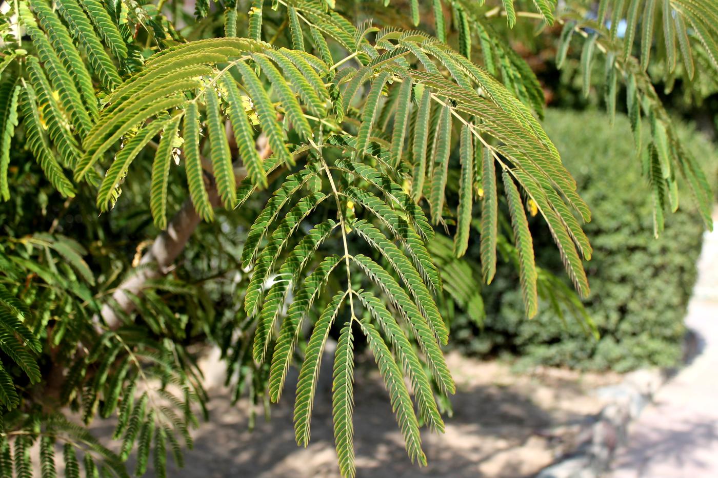 Image of Albizia julibrissin specimen.