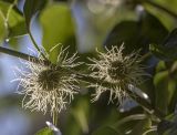 Maclura pomifera