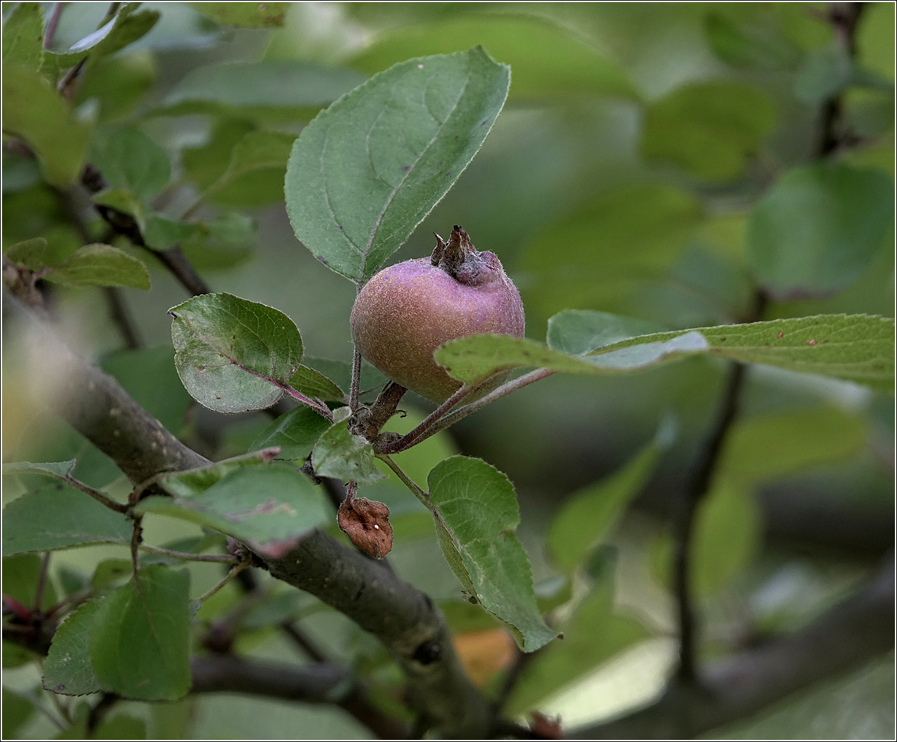 Изображение особи Malus niedzwetzkyana.