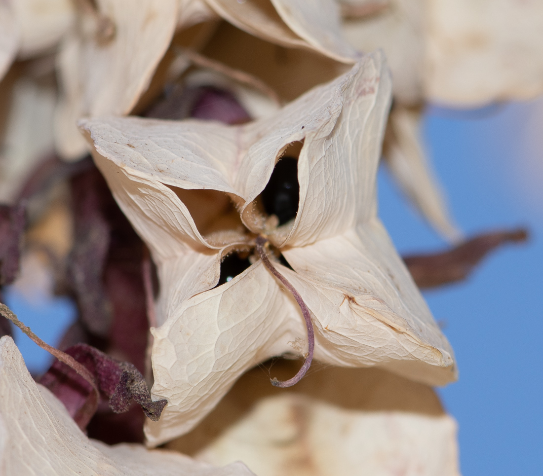 Image of Melianthus major specimen.