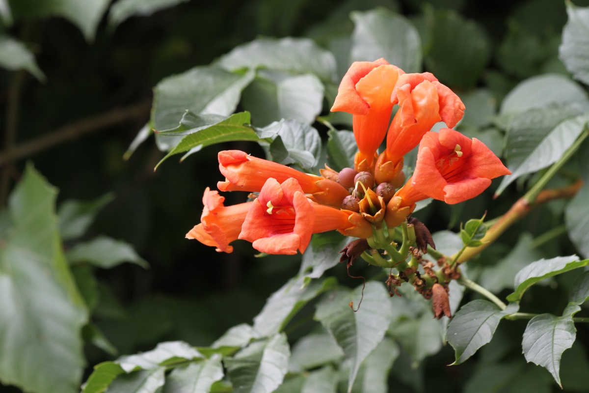 Изображение особи Campsis radicans.