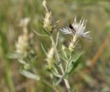 Centaurea diffusa. Верхушка веточки с соцветием и кормящимся наездником (Braconidae). Крым, Симферопольский р-н, окр. с. Урожайное, р-н дачного посёлка, нарушенная степь. 22.08.2021.