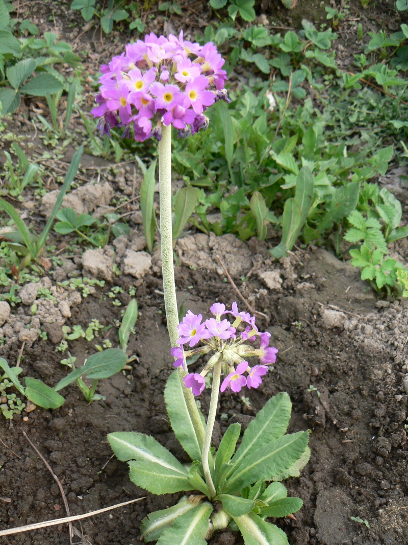 Image of Primula denticulata specimen.