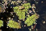 Salvinia natans