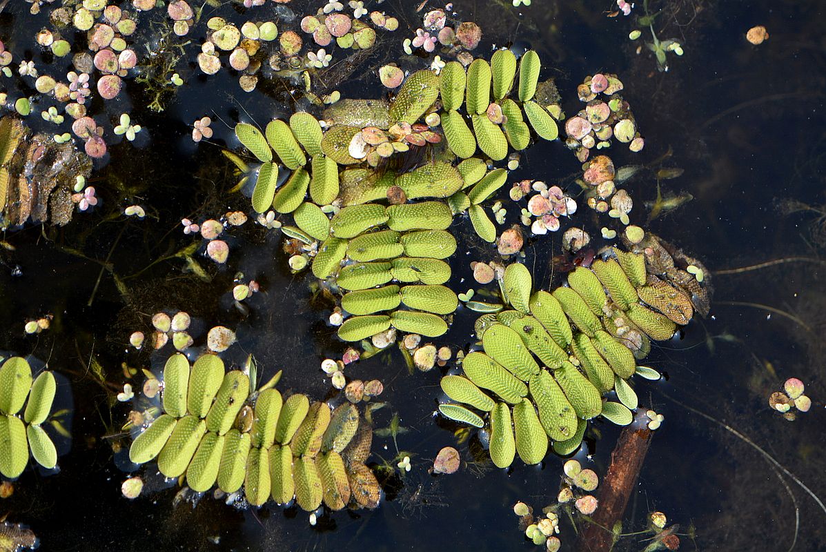 Image of Salvinia natans specimen.