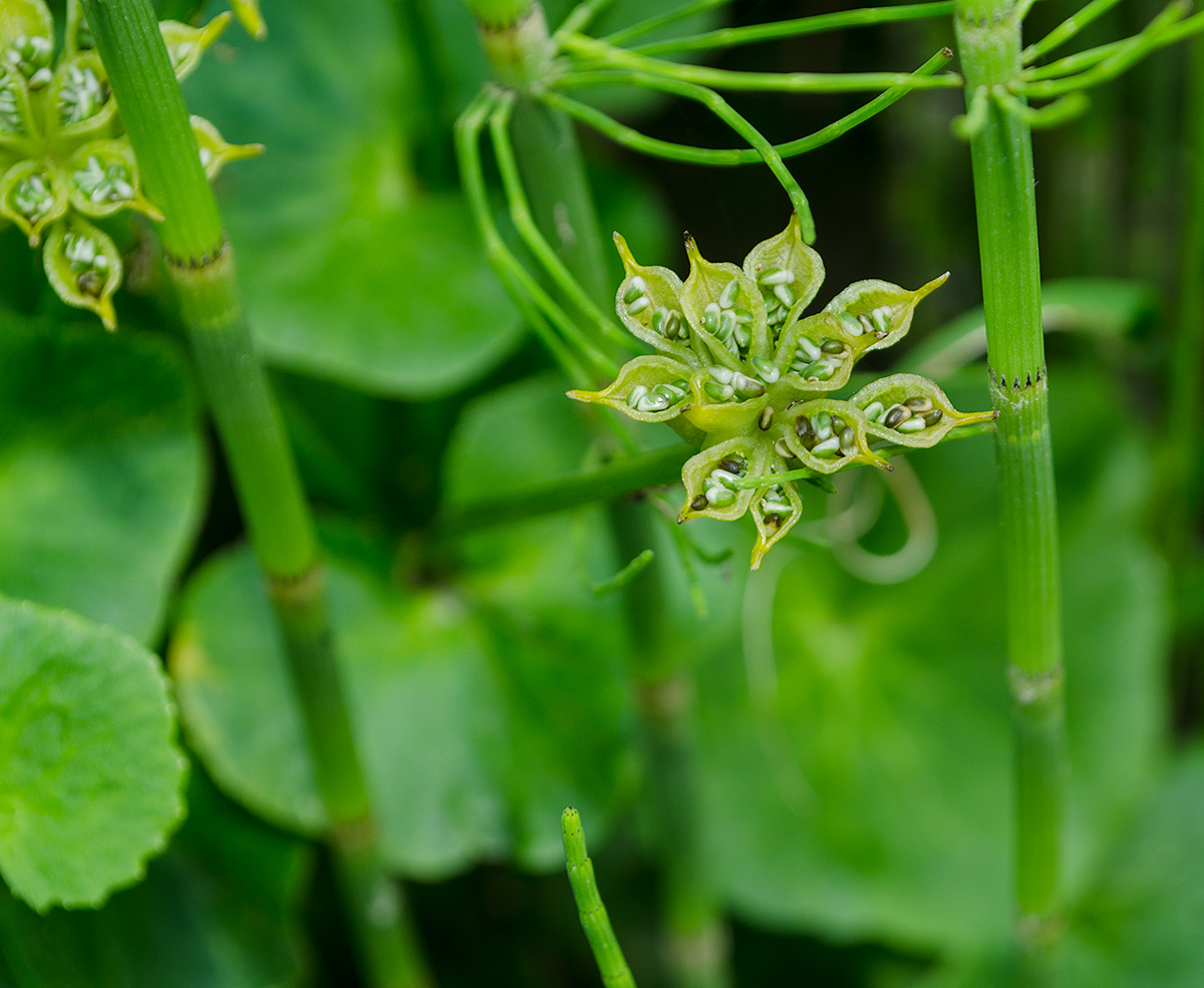 Изображение особи Caltha palustris.