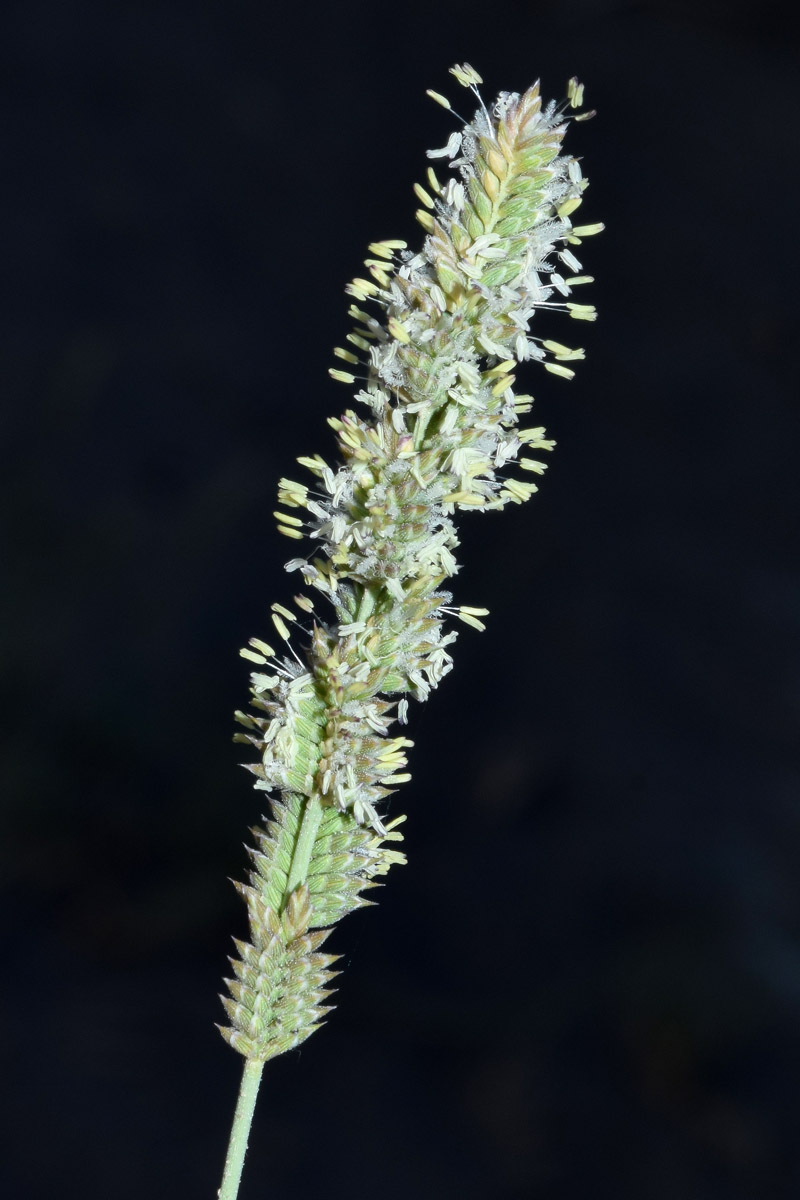 Image of Aeluropus littoralis specimen.
