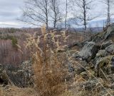 род Calamagrostis. Плодоносящее растение в осенней окраске. Башкортостан, Белорецкий р-н, Шигаевский сельсовет, окр. с. Узянбаш, курумы горы Кагаташ. 5 ноября 2021 г.