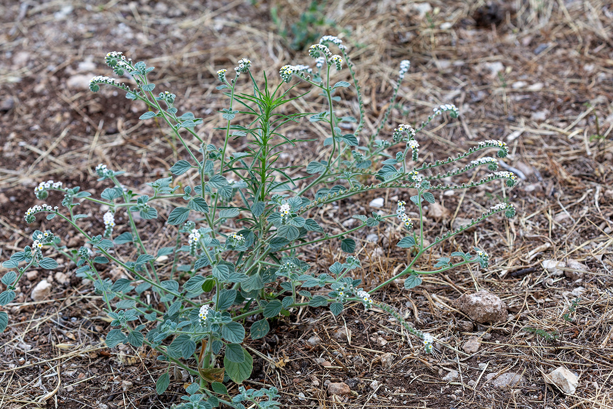 Изображение особи Heliotropium hirsutissimum.