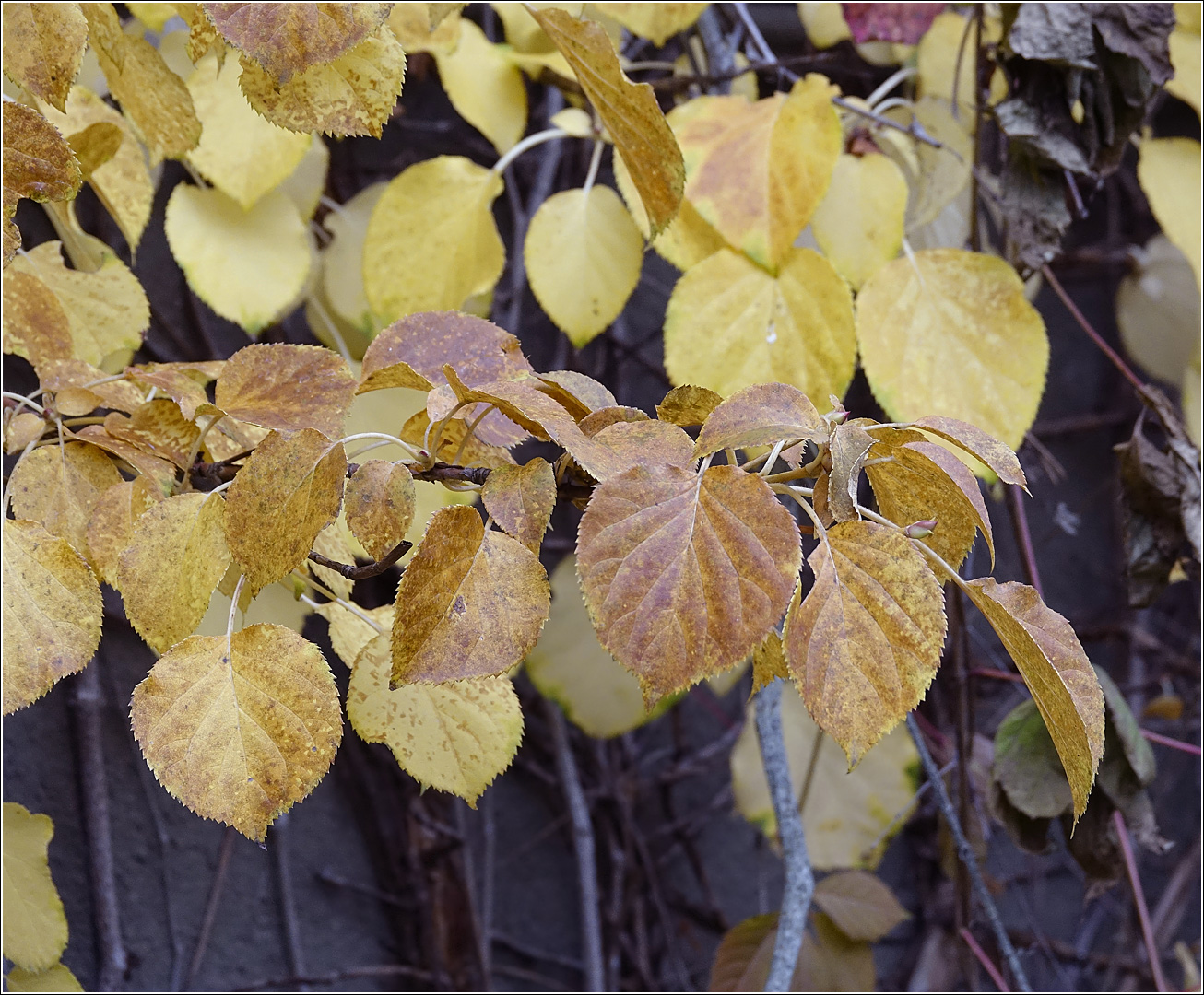 Изображение особи Hydrangea petiolaris.