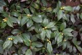 Camellia japonica. Листья и бутоны. Израиль, г. Бат-Ям, в культуре. 06.12.2021.