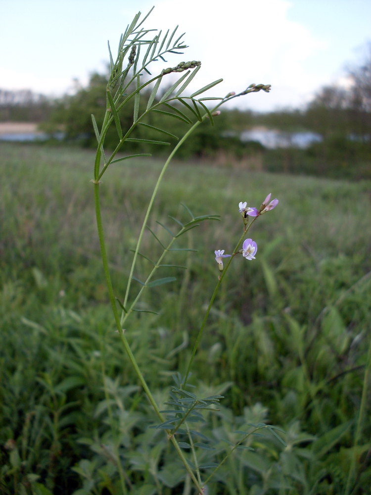 Изображение особи Astragalus austriacus.