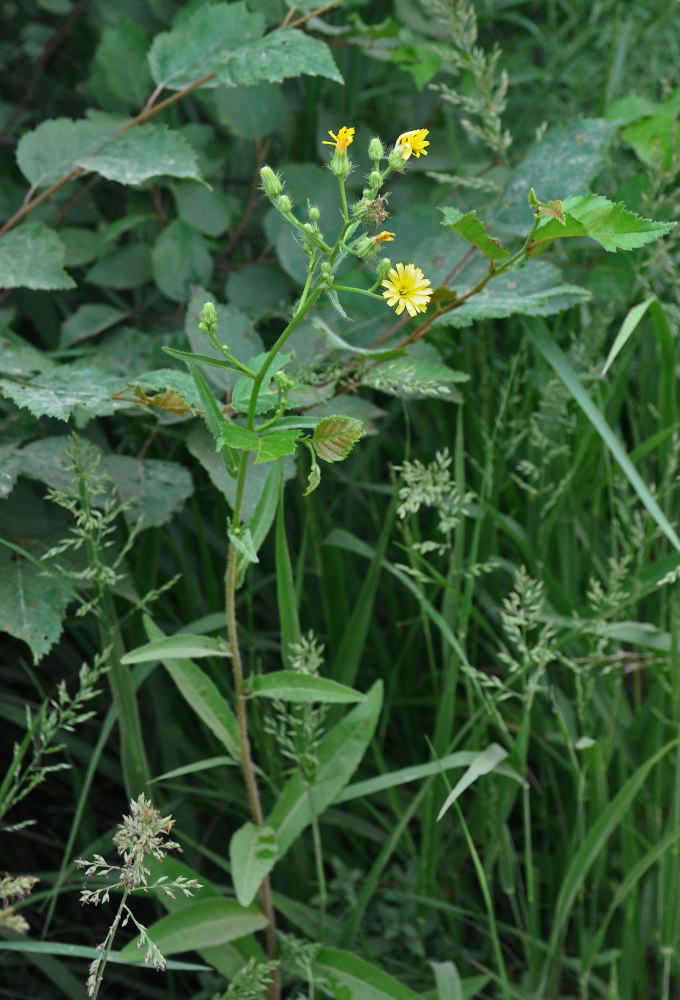 Изображение особи Picris japonica.