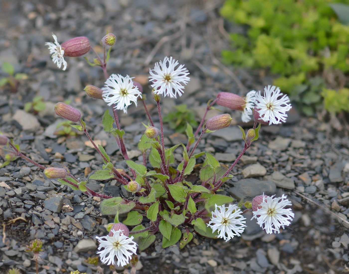 Image of Oberna lacera specimen.