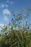 Vicia villosa