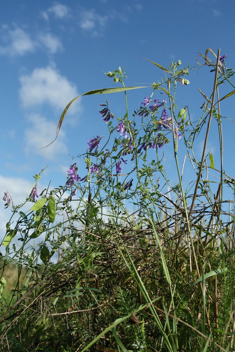 Image of Vicia villosa specimen.