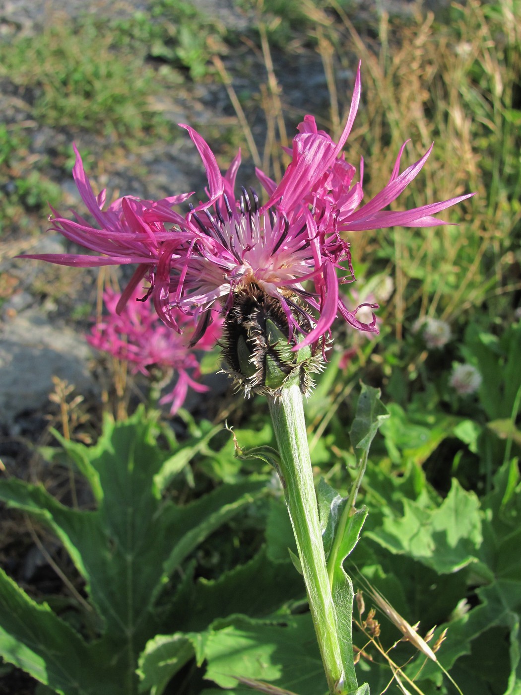 Image of Centaurea willdenowii specimen.