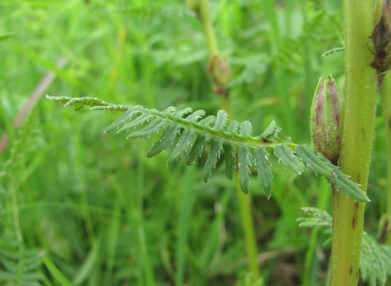 Изображение особи Pedicularis kaufmannii.