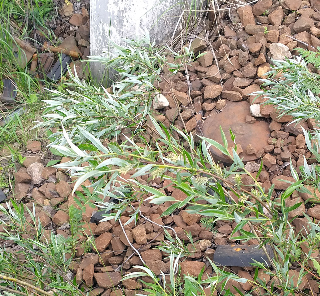 Image of Salix rosmarinifolia specimen.